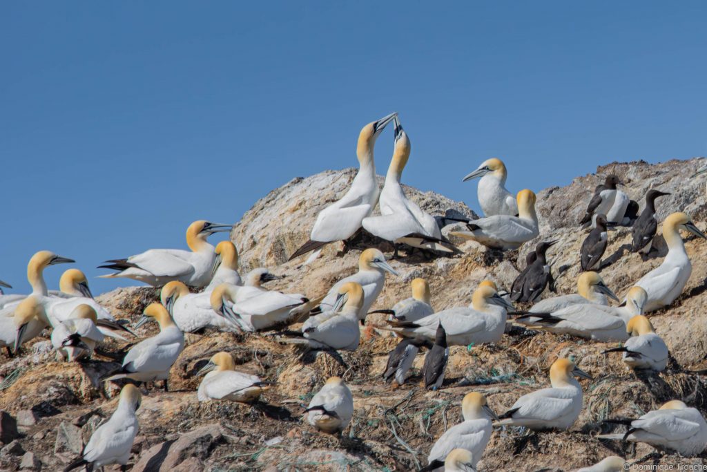 Colonie de Fous de bassan et quelques guillemots