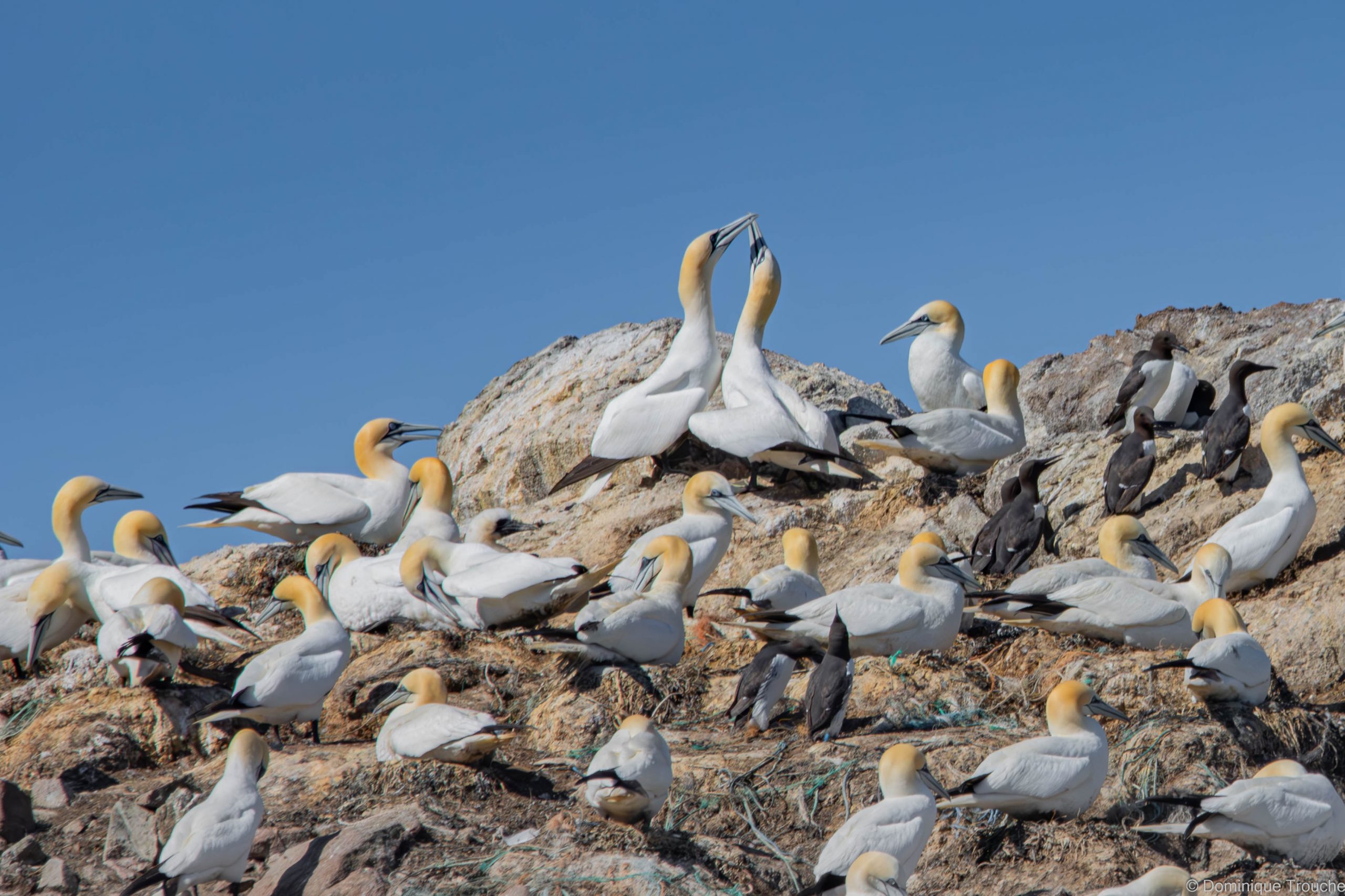 Colonie de Fous de bassan  et quelques guillemots