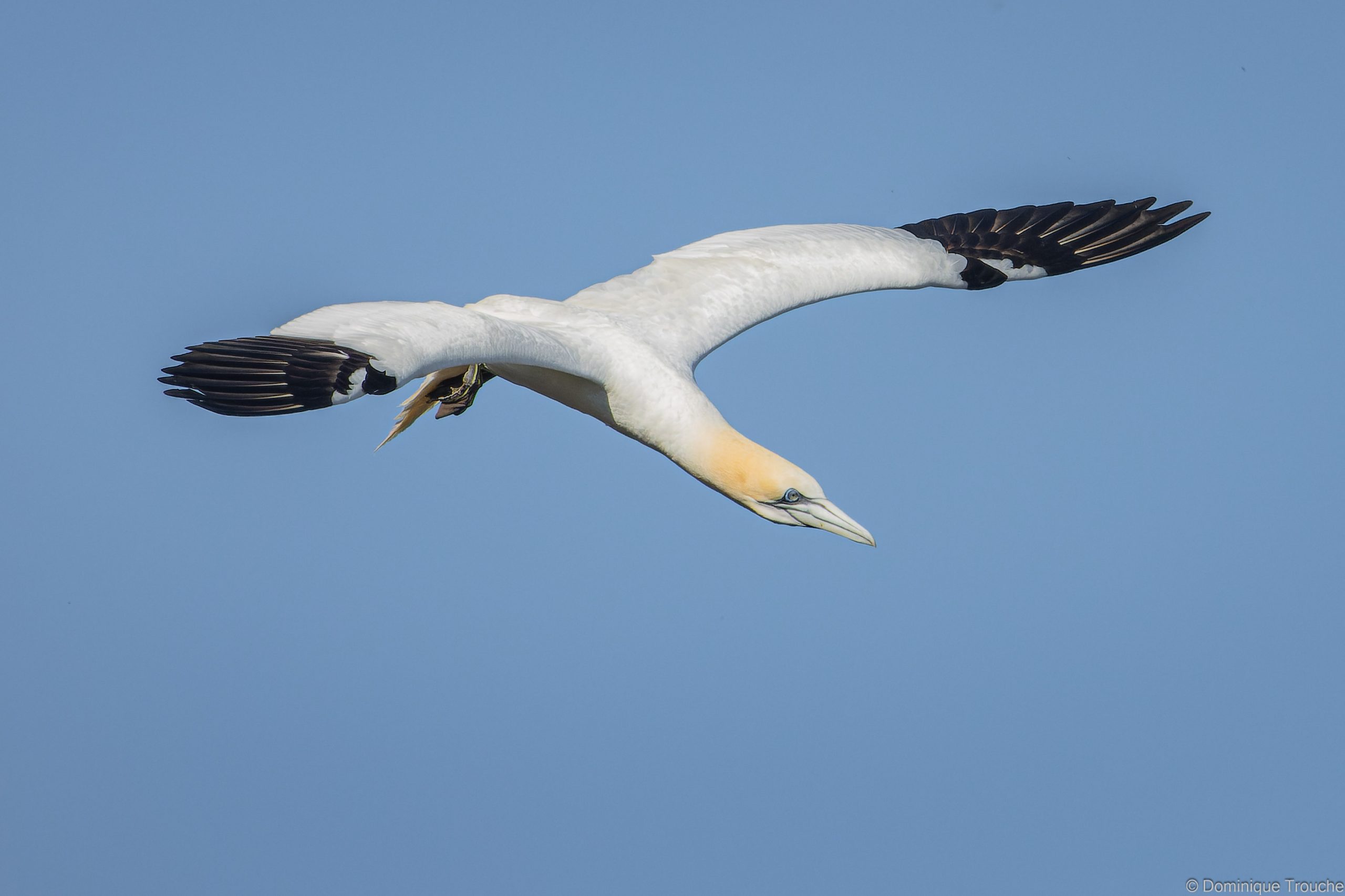 Fou de bassan prépare sa plongée