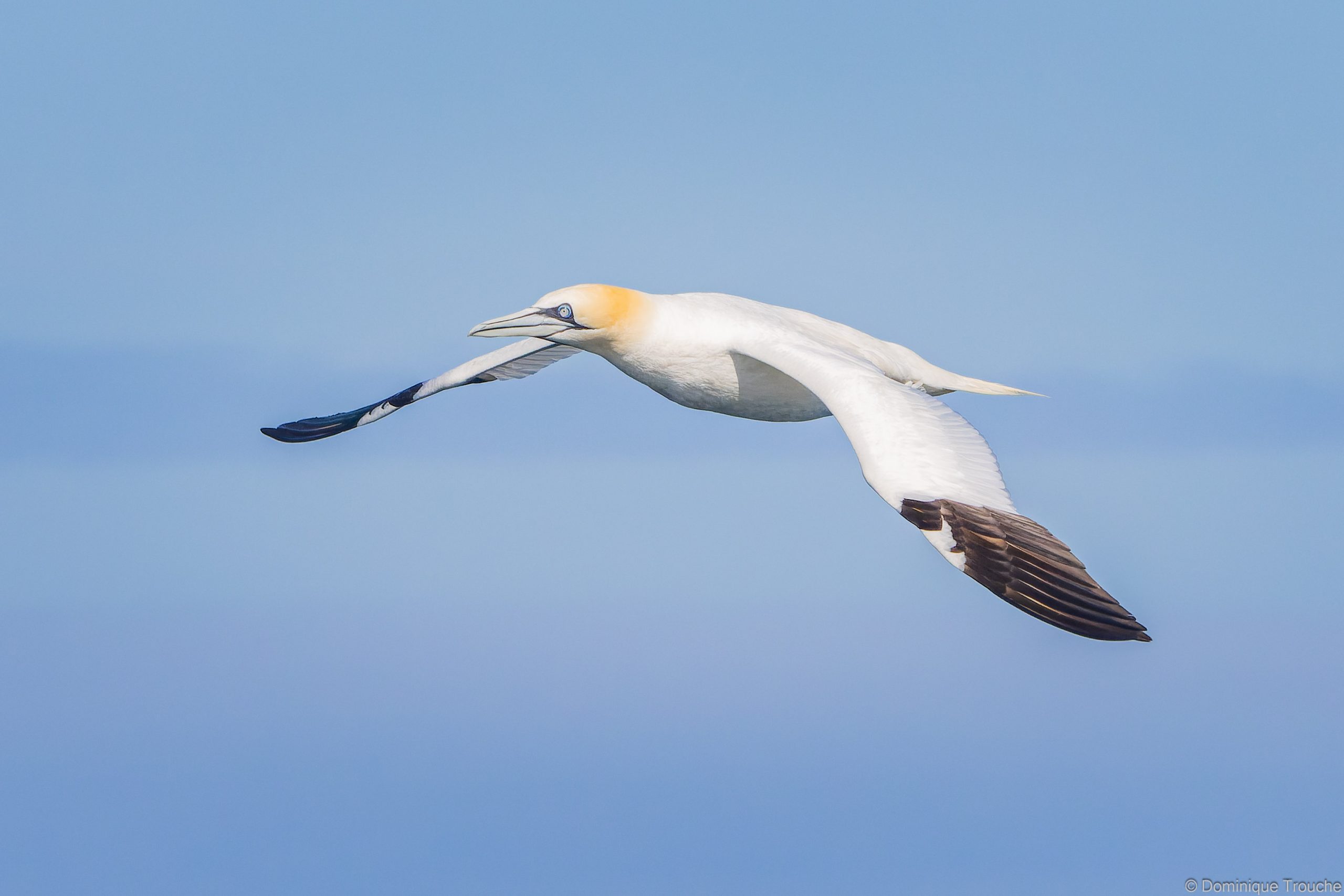 Fou de bassan aux yeux bleus
