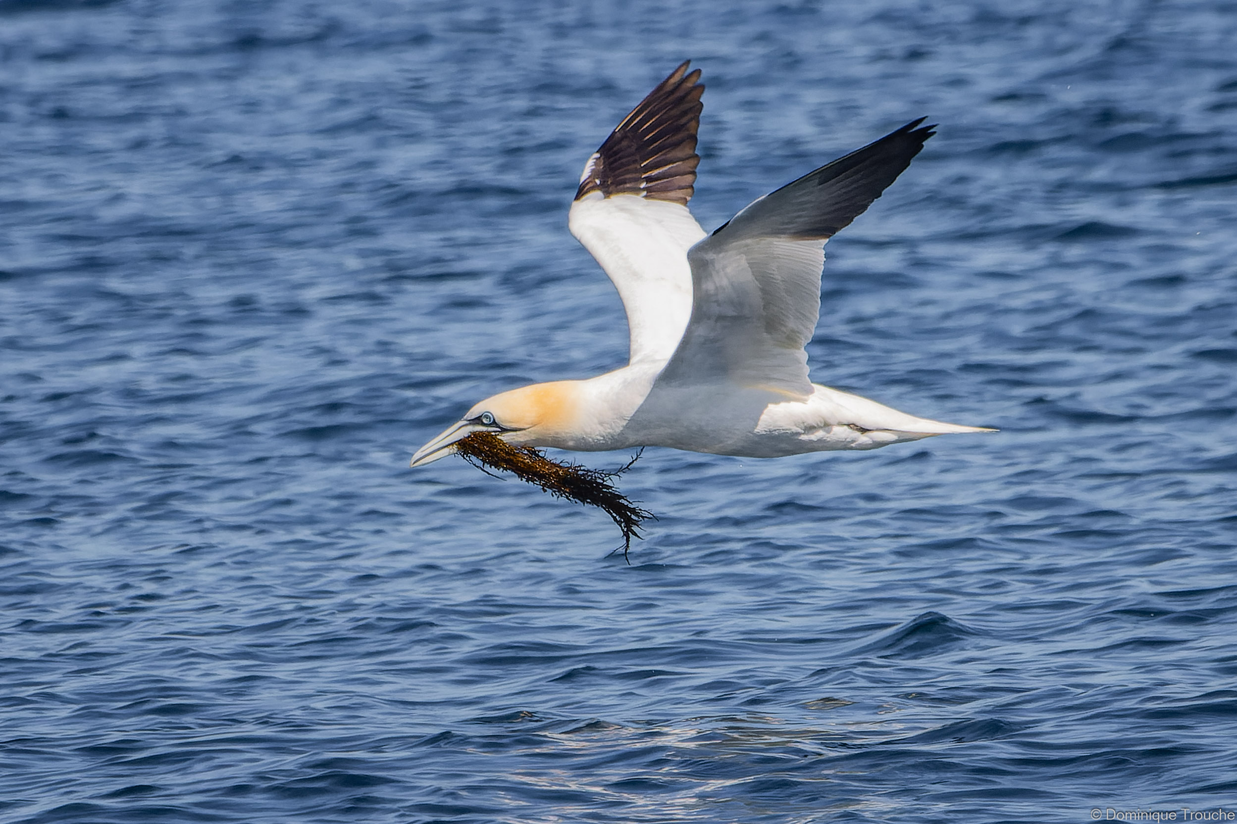 Fou de bassan rapportant des algues pour le nid