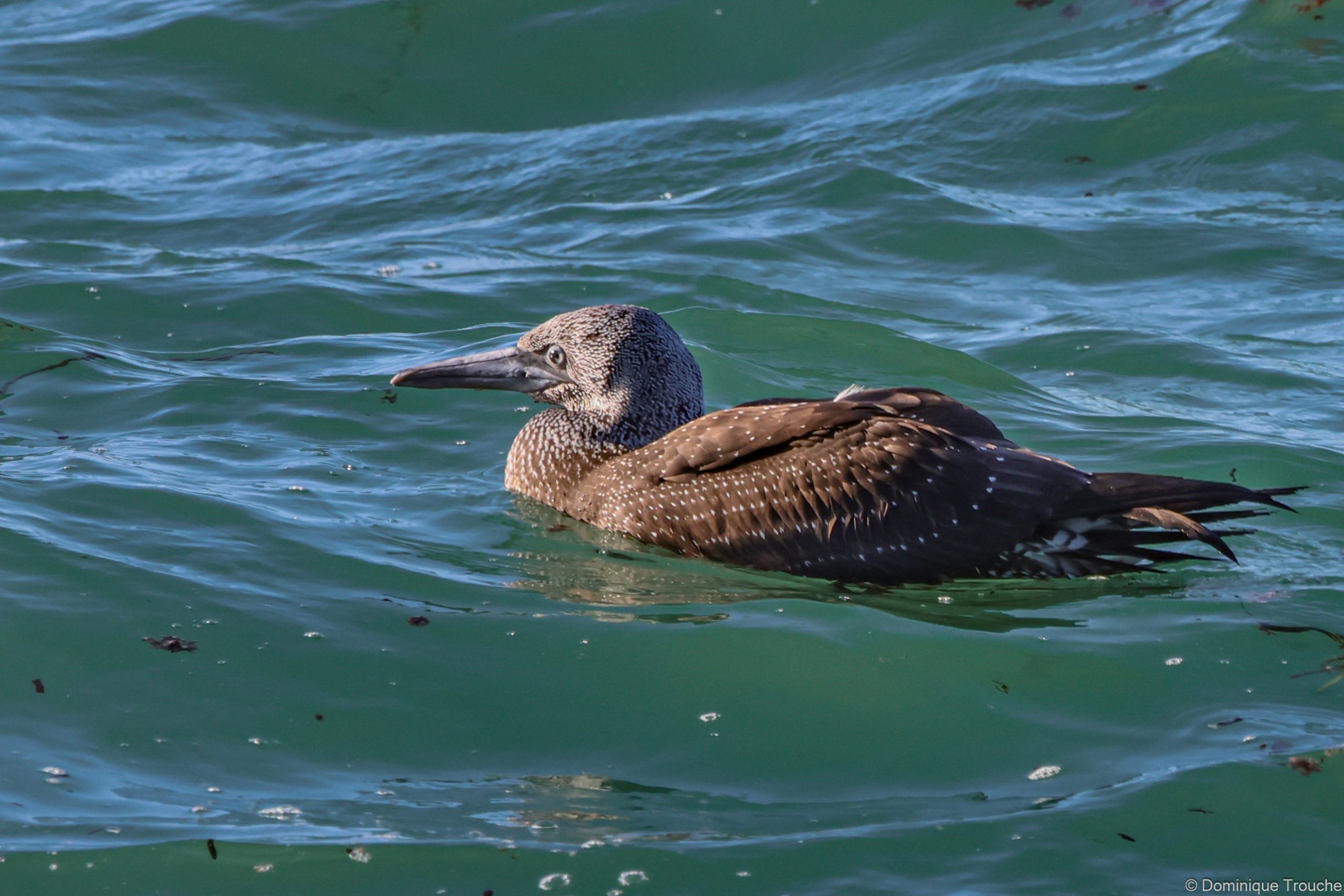 Fou de bassan juvénile
