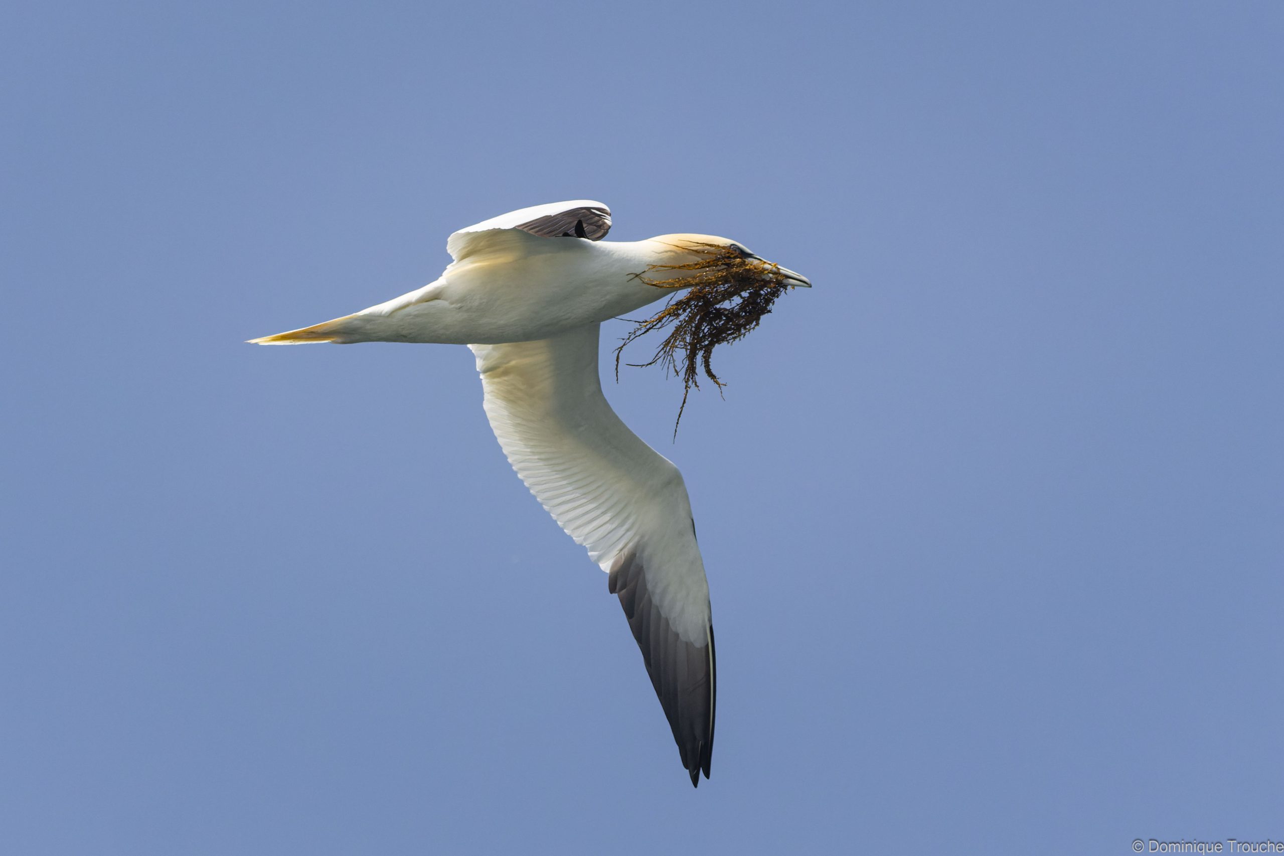 Fou de bassan rapportant des algues pour le nid