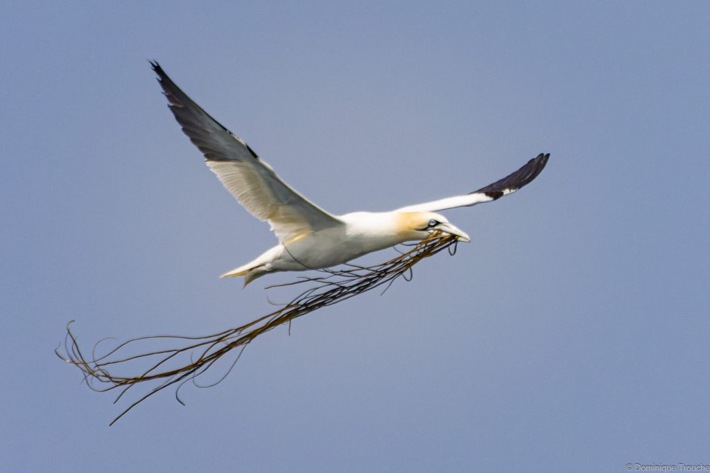 Fou de bassan rapportant des algues pour le nid