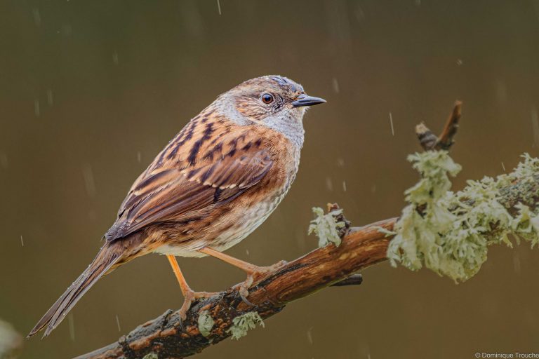 Accenteur mouchet sous la pluie