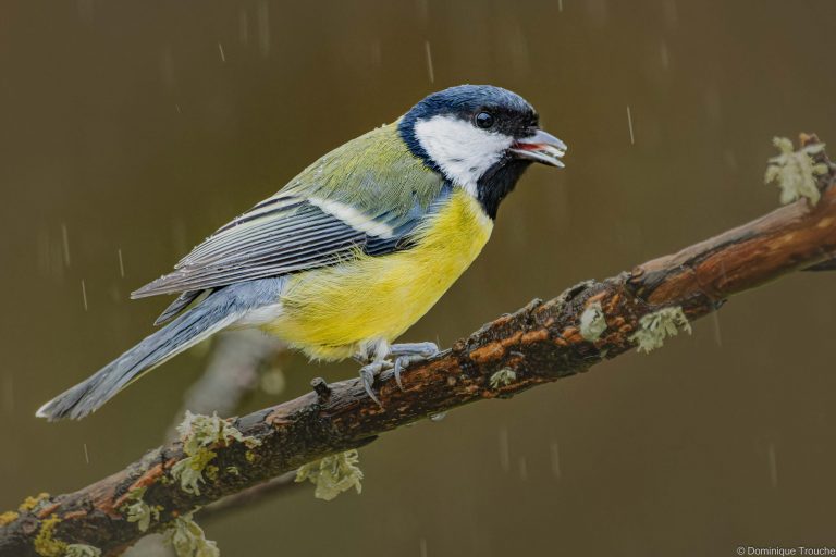 Mésange charbonnière sous la pluie