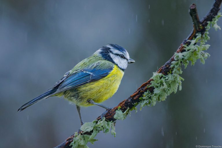 Mésange bleue sous la pluie