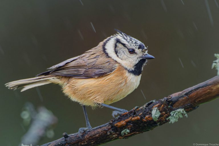 Mésange huppée sous la pluie