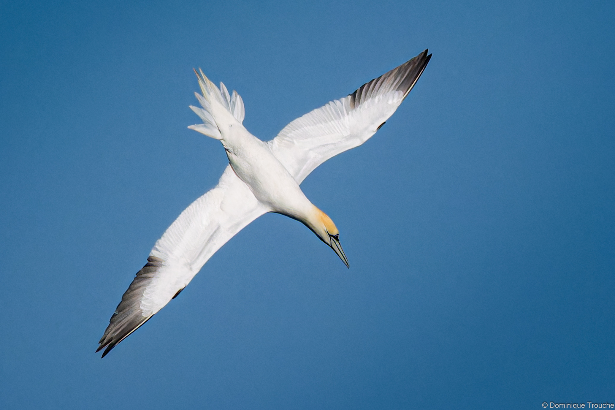 Fou de bassan en plongée