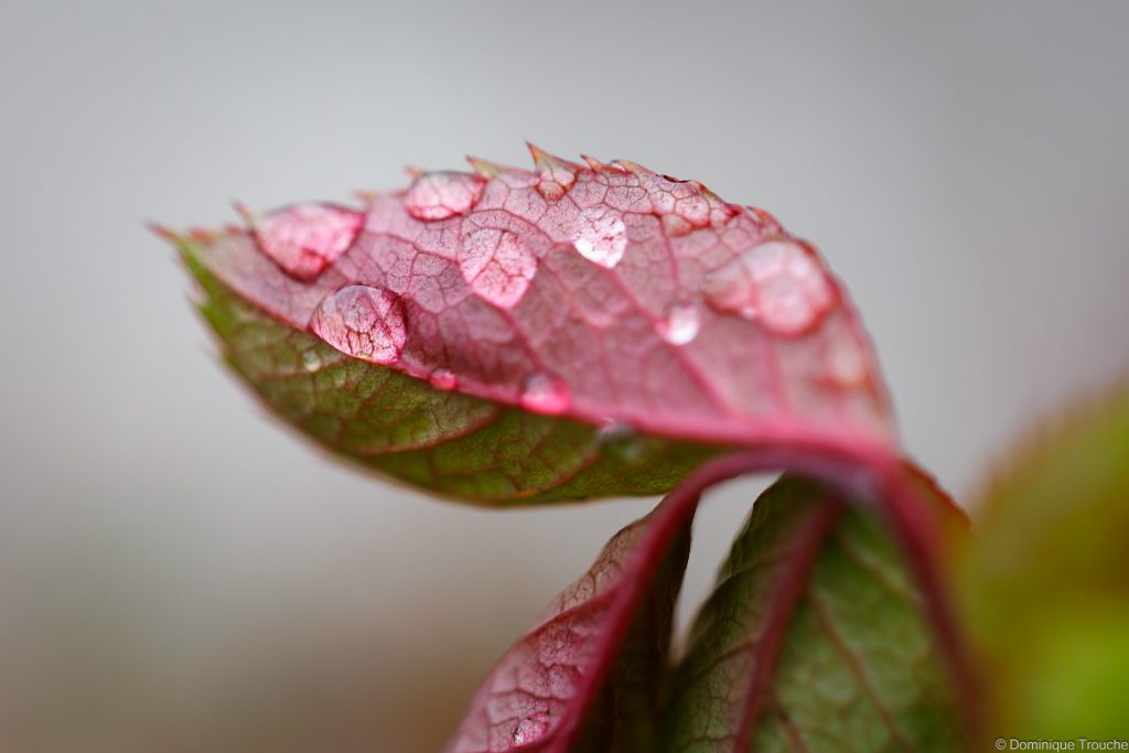 Gouttes de pluie