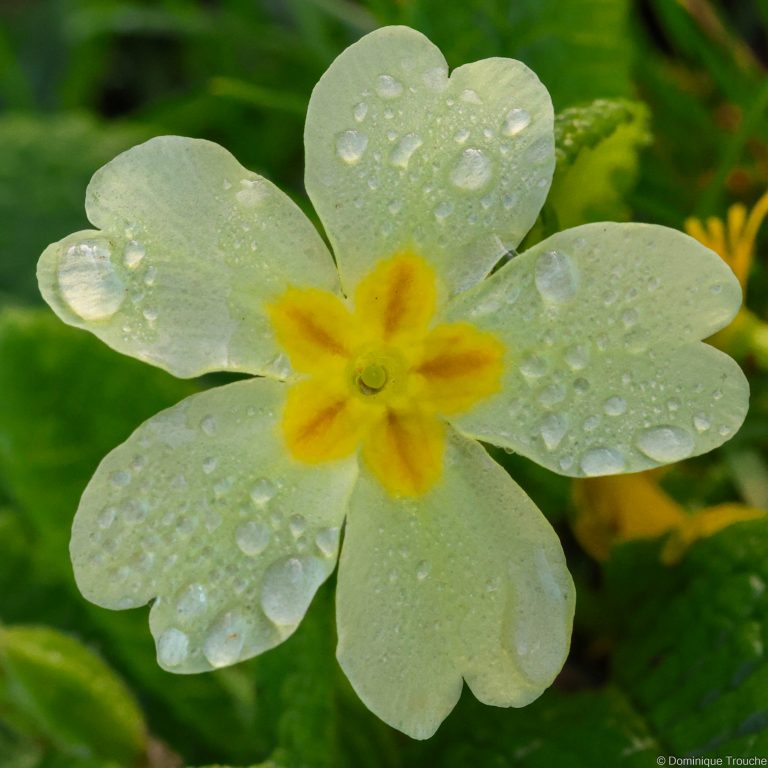 Gouttes de pluie sur une primevère