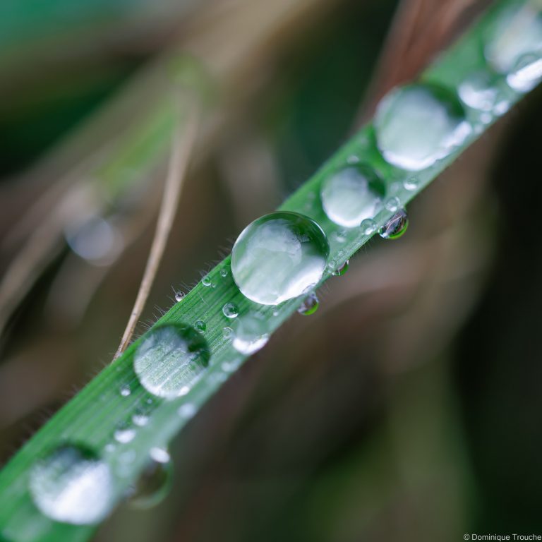 Gouttes de pluie