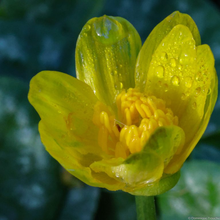 Gouttes de pluie sur une fleur