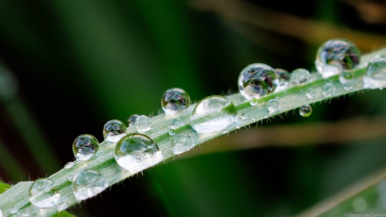 Gouttes de pluie délicates perlent sur l’herbe verte
