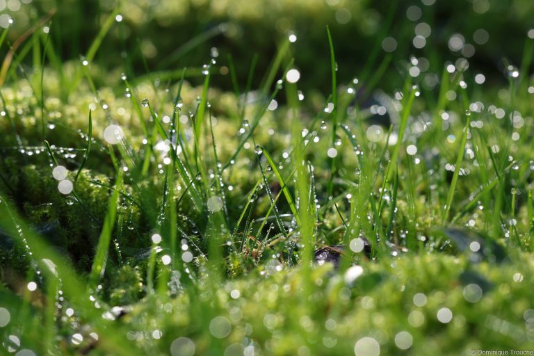 Gouttes de pluie sur l'herbe