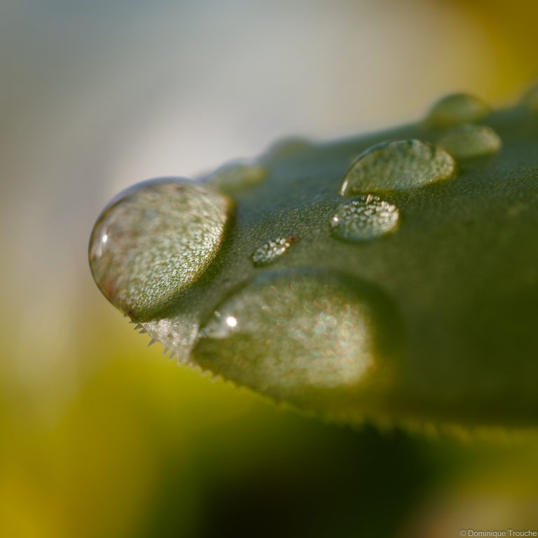 Gouttes de pluie
