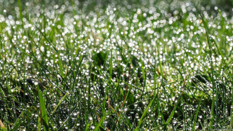 Gouttes de pluie sur l'herbe