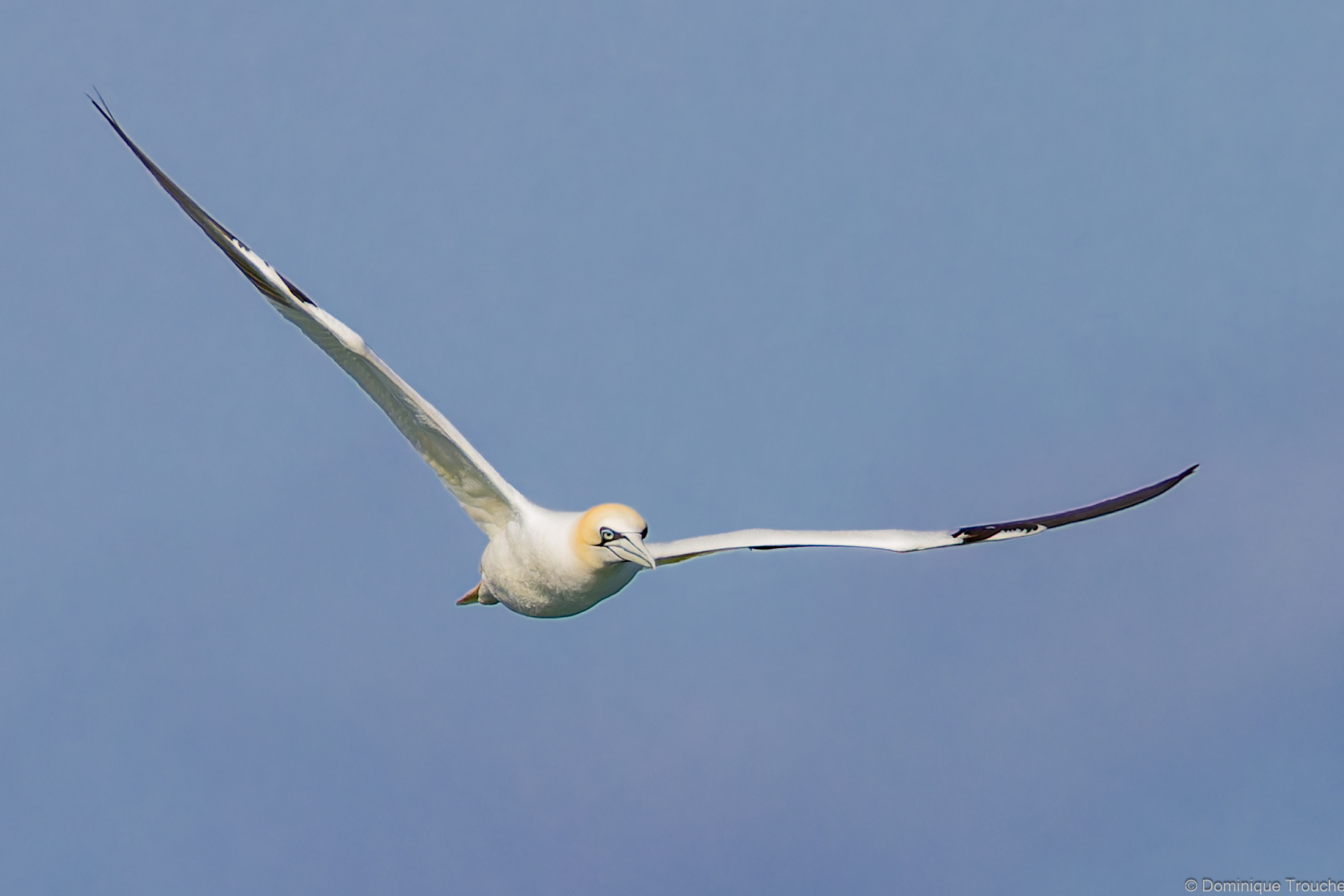 jusqu'à 2 m d'envergure pour le Fou de bassan