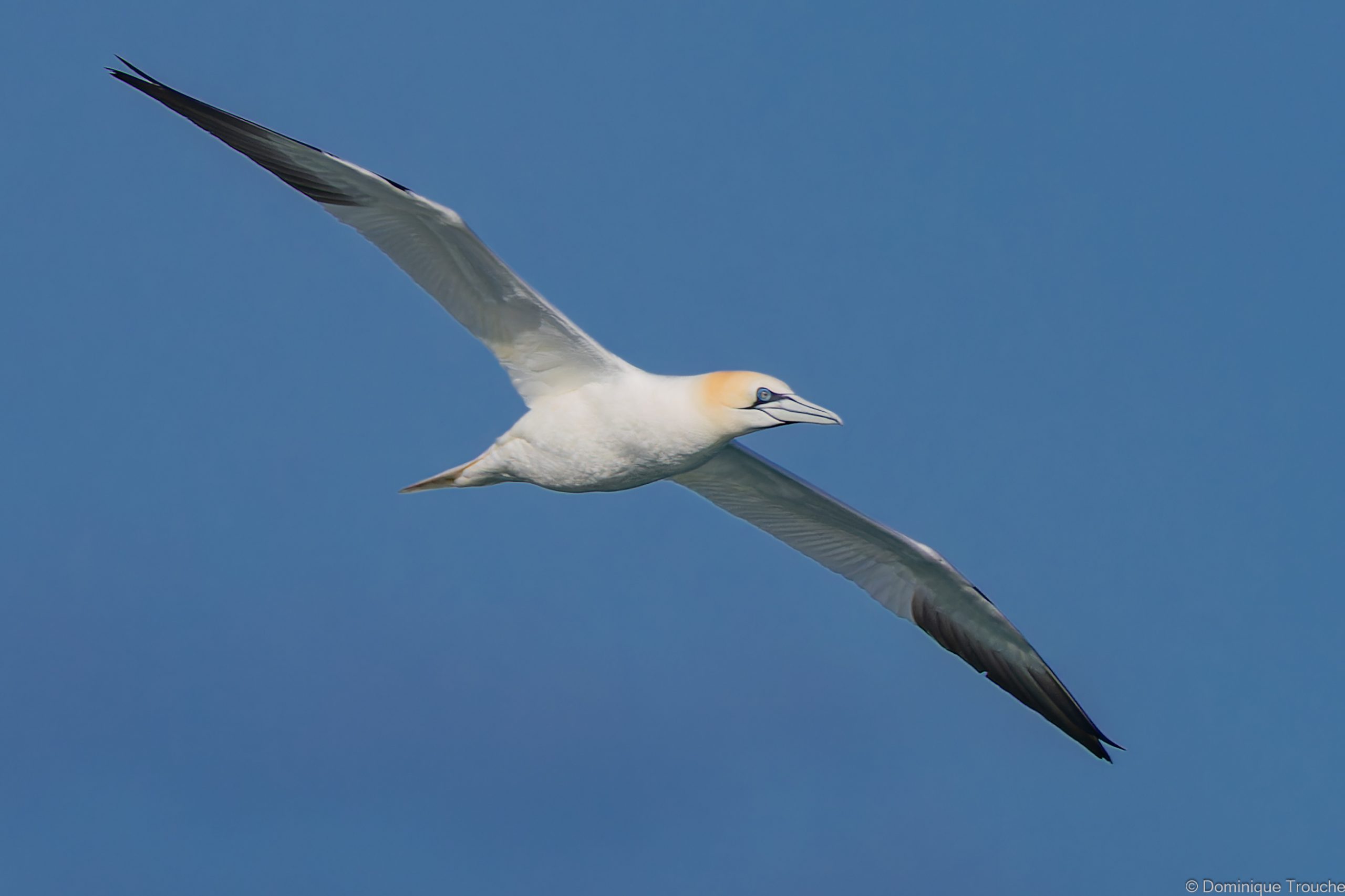 jusqu'à 2 m d'envergure pour le Fou de bassan