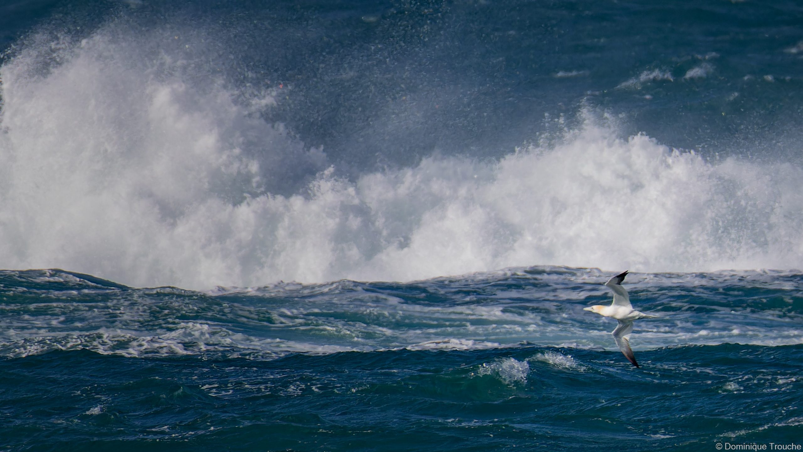 Fou de bassan dans les vagues