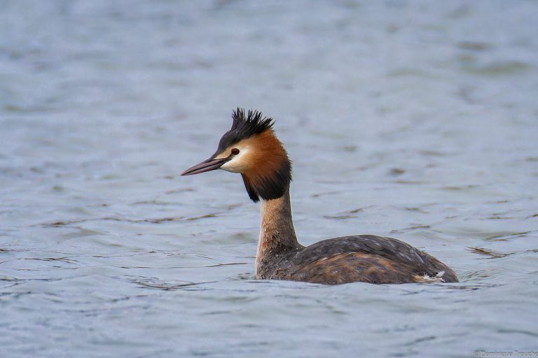 Grèbe huppé