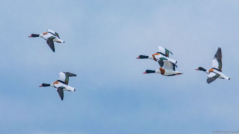 Vol de Tadornes de Belon