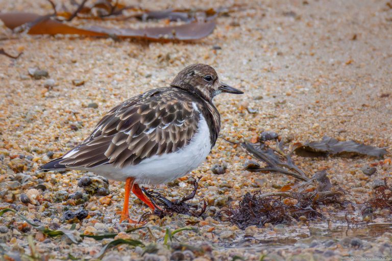 Tournepierre à collier