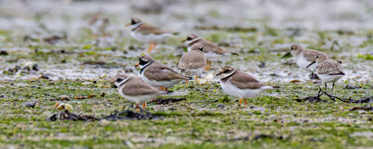 Grands gravelots et Bécasseaux variables