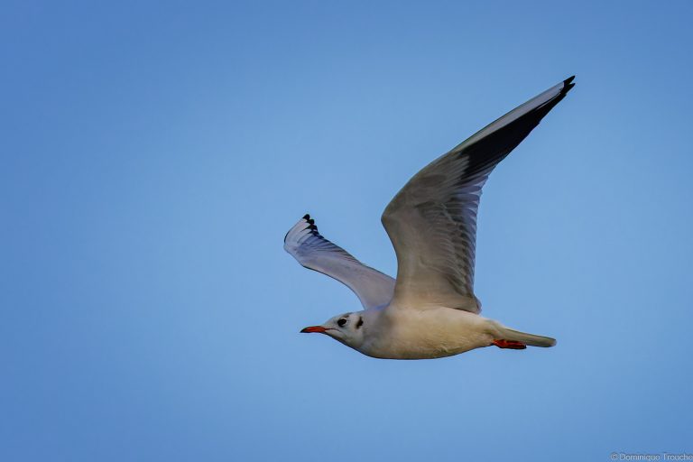 Mouette rieuse en vol