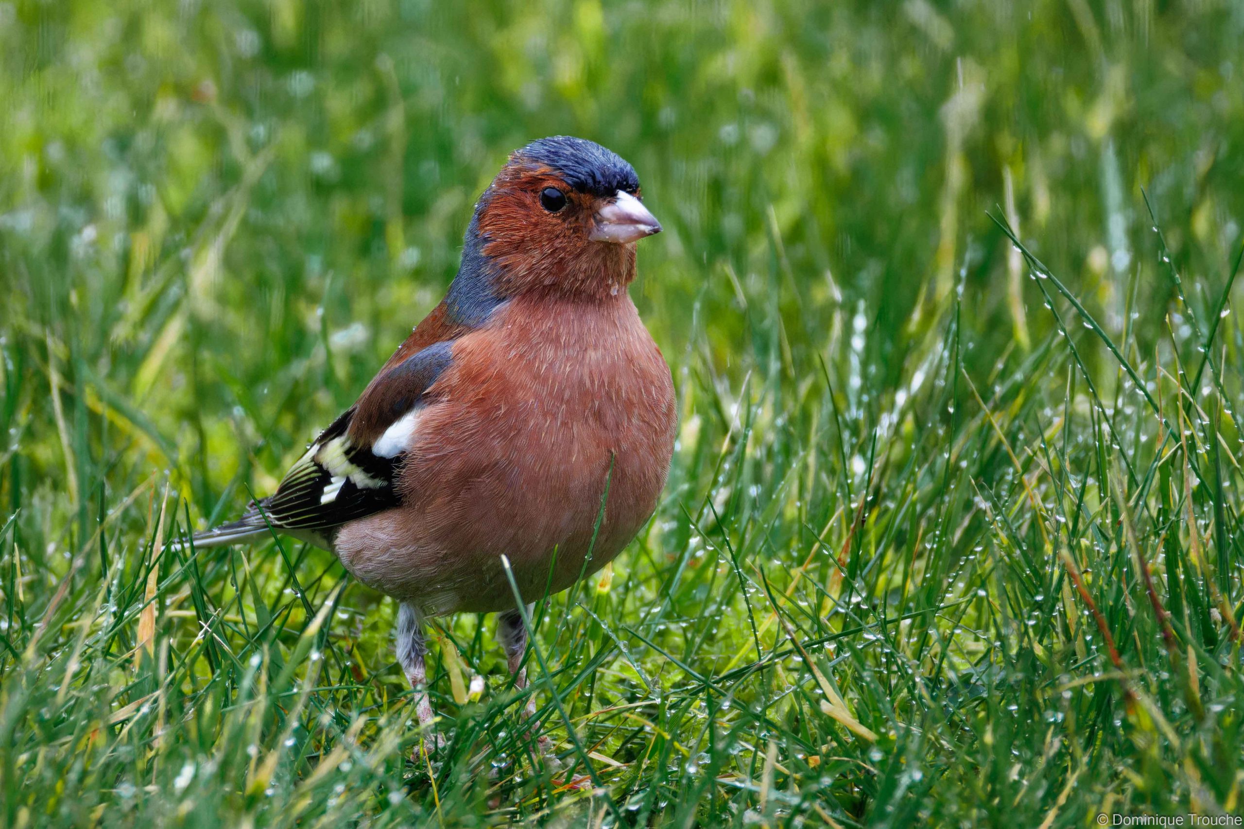 Lire la suite à propos de l’article Les passereaux sous la pluie