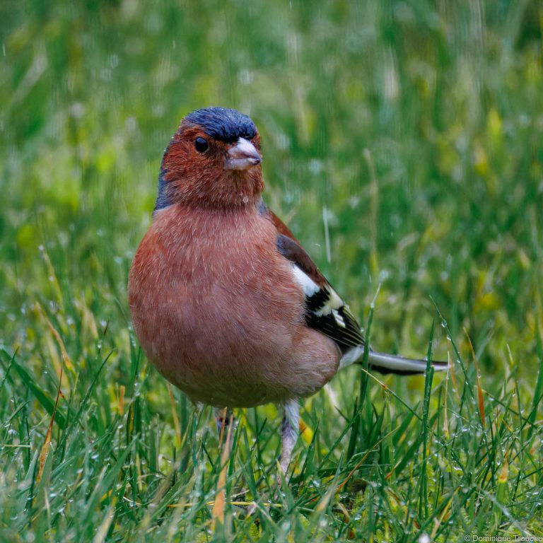 Pinson des arbres sous la pluie