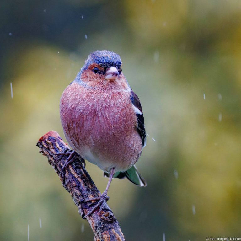 Pinson des arbres sous la pluie