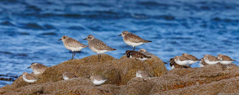 Pluviers argentés, Bécasseaux variables et 2 Tournepierres à collier