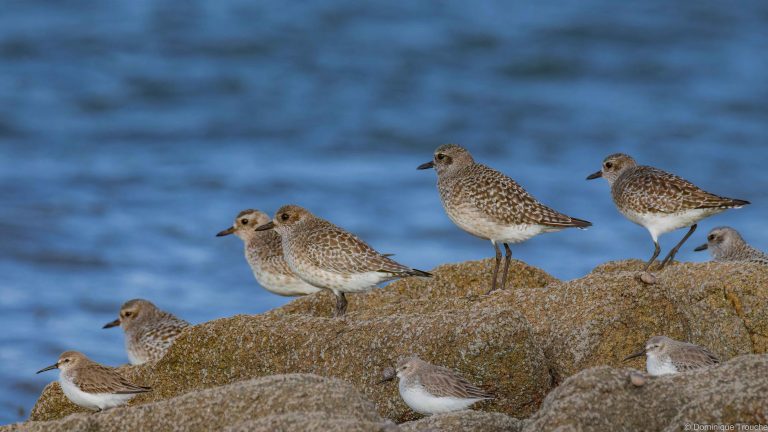 Pluviers argentés, Bécasseaux variables