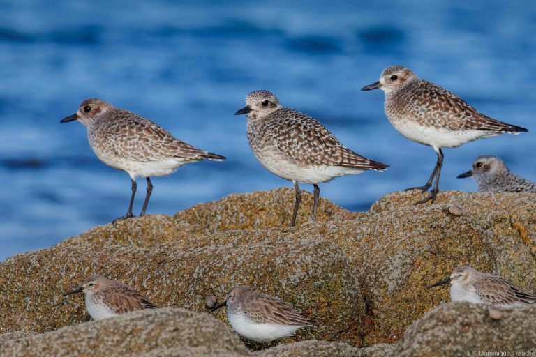 Pluviers argentés, Bécasseaux variables