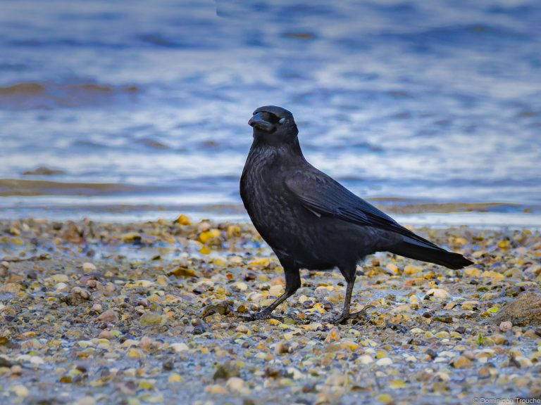 Corneille noire