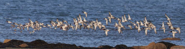 Huîtriers pie en vol