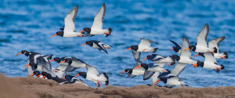 Huîtriers pie en vol