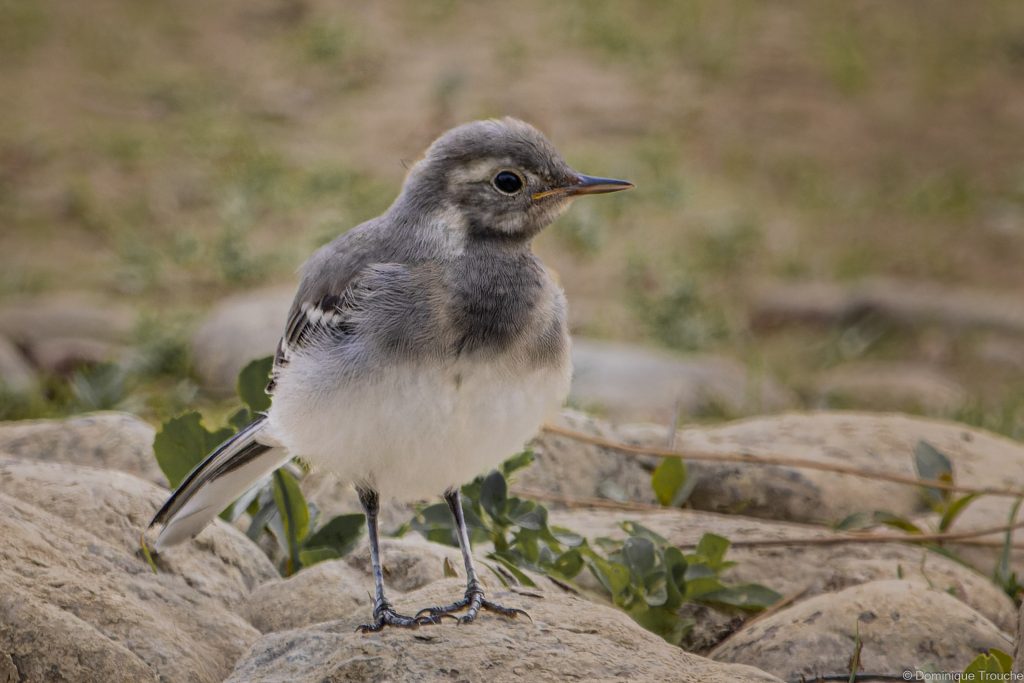 Bergeronnette grise juvénile