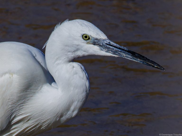 Aigrette garzette
