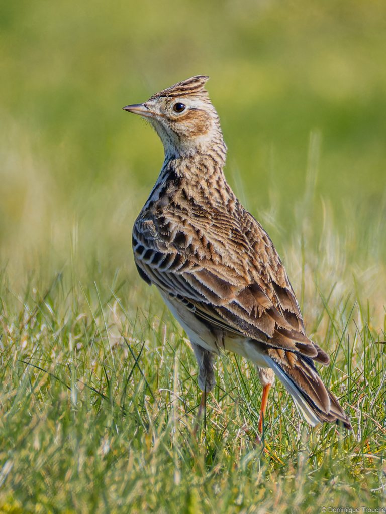 Alouette des champs
