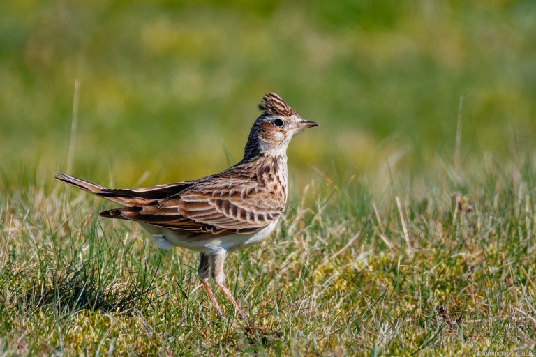 Alouette des champs