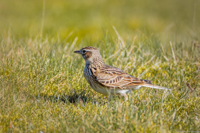 Alouette des champs
