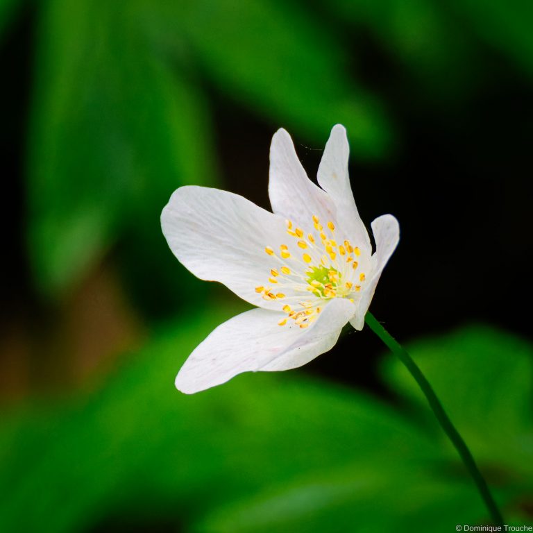 Anémone des bois