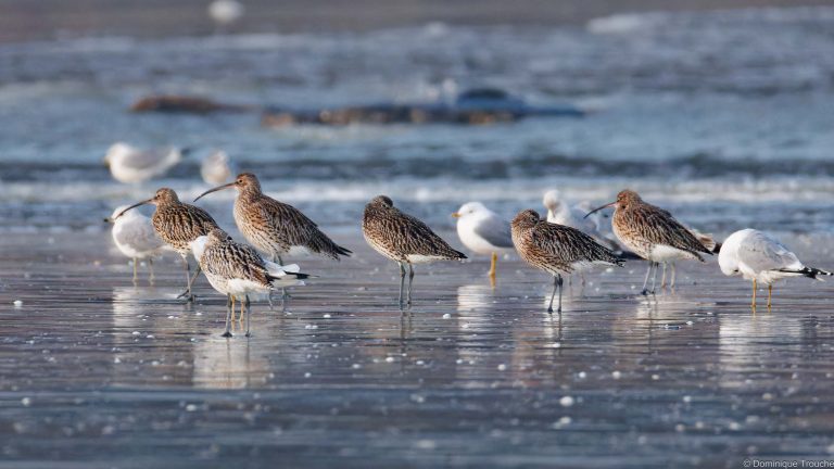Courlis cendrés et Goélands cendrés