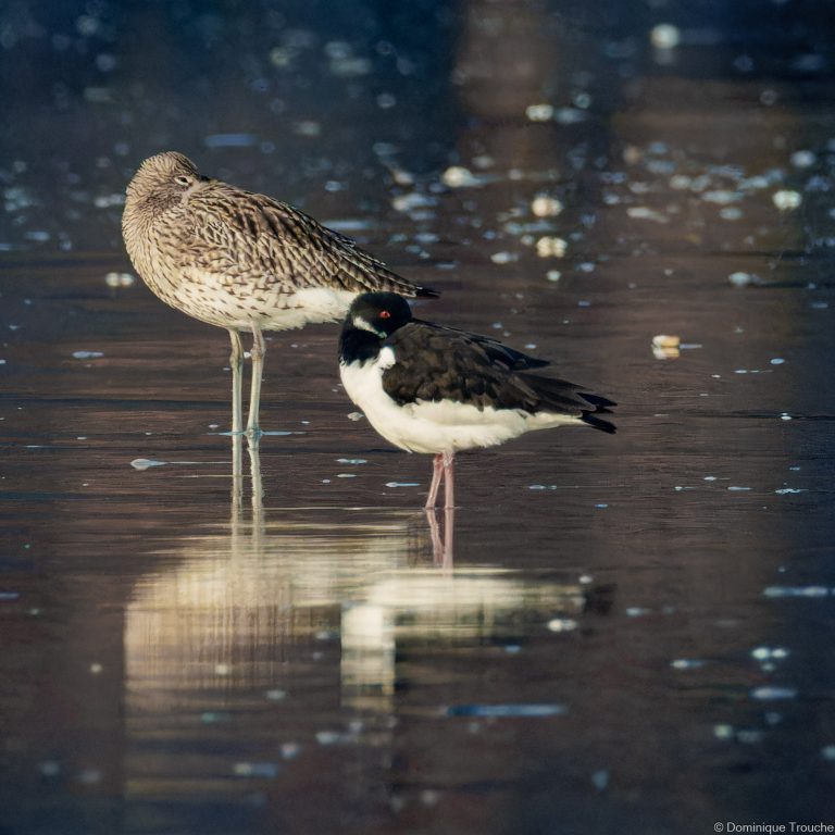 Huitrier pie et Courlis cendré endormis