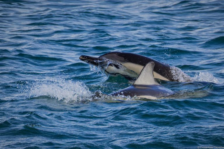 Dauphins communs