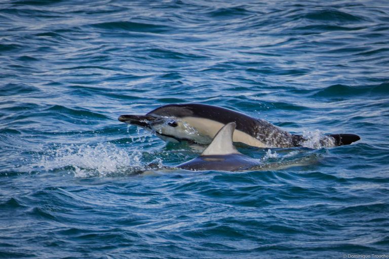Dauphins communs