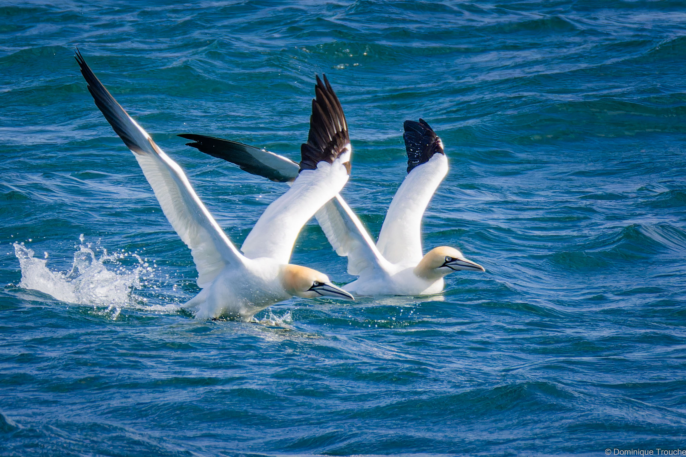 Lire la suite à propos de l’article Dauphins et Fous de bassan collaborent !