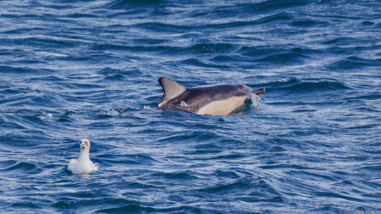 Fous de bassan et Dauphin commun